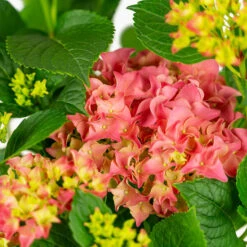 Fuschia Glow Hydrangea -The Tree Center Store Fuschia Glow Hydrangea 3G 06 copy 2 600x600 1