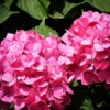 Fuschia Glow Hydrangea
