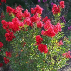 The Tree Center Store 35 The Tree Center Store -The Tree Center Store Garnet Queen Emerald Empire Crape Myrtle 1 copy 600x600 1