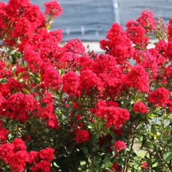 Garnet Queen™ Emerald Empire® Crape Myrtle -The Tree Center Store Garnet Queen Emerald Empire Crape Myrtle 2 copy 600x600 1
