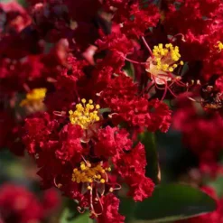 Garnet Queen™ Emerald Empire® Crape Myrtle -The Tree Center Store Garnet Queen Emerald Empire Crape Myrtle 4 copy jpg