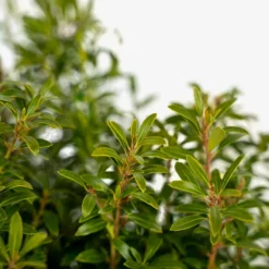 Gem Box® Inkberry Holly -The Tree Center Store Gem Box Holly 3G 03 600x600 1