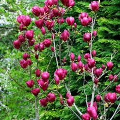 Genie Magnolia -The Tree Center Store Genie Magnolia 4 copy jpg webp