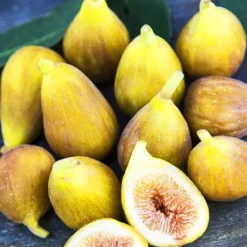 Ghost Hill™ Fig -The Tree Center Store Ghost Hill Fig 2 copy jpg webp