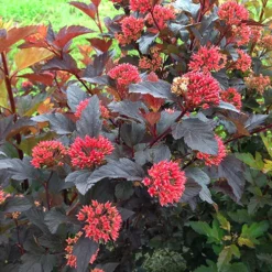 Ginger Wine® Ninebark -The Tree Center Store Ginger Wine Ninebark 1 copy jpg