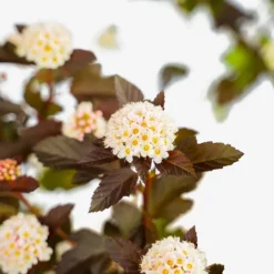 Ginger Wine® Ninebark -The Tree Center Store Ginger Wine Ninebark 3G 04 copy 600x600 1