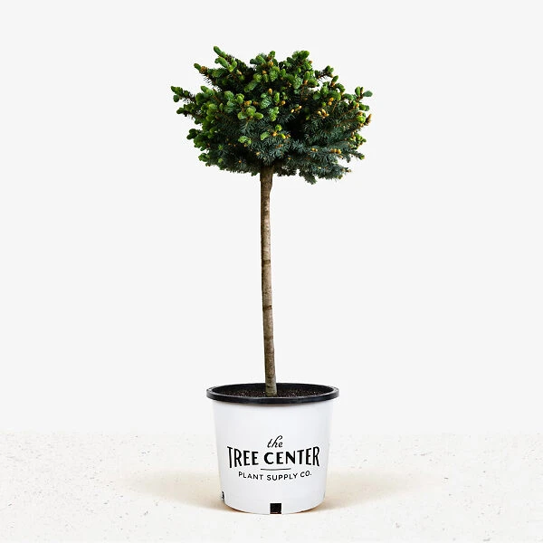Globe Blue Spruce - Tree Form 1 Globe Blue Spruce - Tree Form