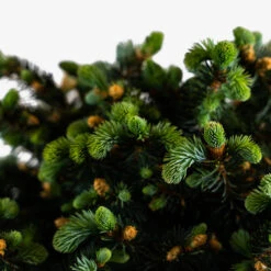 Globe Blue Spruce - Tree Form 8 Globe Blue Spruce - Tree Form -The Tree Center Store Globe Blue Spruce Tree Form 5G 02 600x600 1