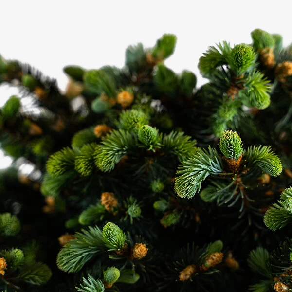 Globe Blue Spruce - Tree Form 4 Globe Blue Spruce - Tree Form - Image 4