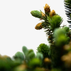 Globe Blue Spruce - Tree Form 9 Globe Blue Spruce - Tree Form -The Tree Center Store Globe Blue Spruce Tree Form 5G 03 600x600 1