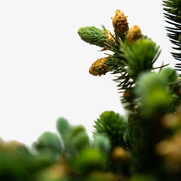 Globe Blue Spruce - Tree Form 5 Globe Blue Spruce - Tree Form - Image 5