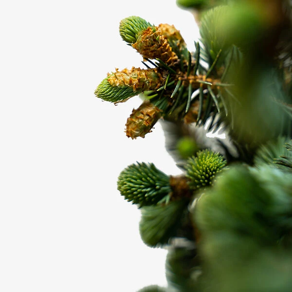 Globe Blue Spruce - Tree Form 2 Globe Blue Spruce - Tree Form - Image 2