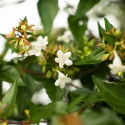 Glossy Abelia -The Tree Center Store Glossy Abelia 3G 02 new 600x600 1