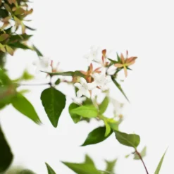 Glossy Abelia -The Tree Center Store Glossy Abelia 3G 04 600x600 1