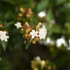 Glossy Abelia -The Tree Center Store Glossy Abelia 3G 05 600x600 1