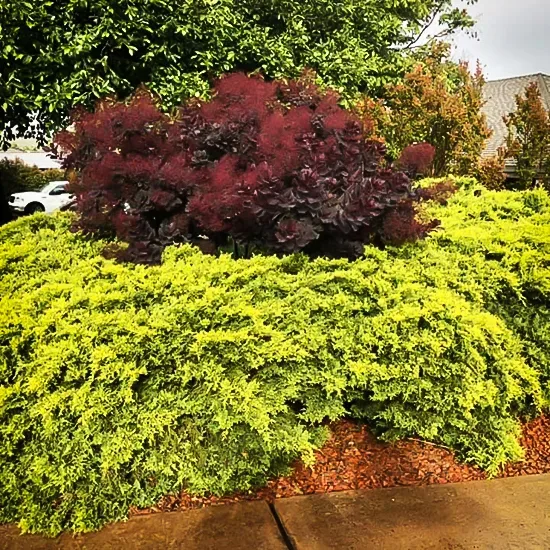 Gold Coast® Juniper 1 Gold Coast® Juniper