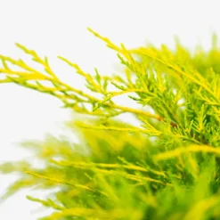 Gold Coast® Juniper 7 Gold Coast® Juniper -The Tree Center Store Gold Coast Juniper 3G 03 copy 600x600 1