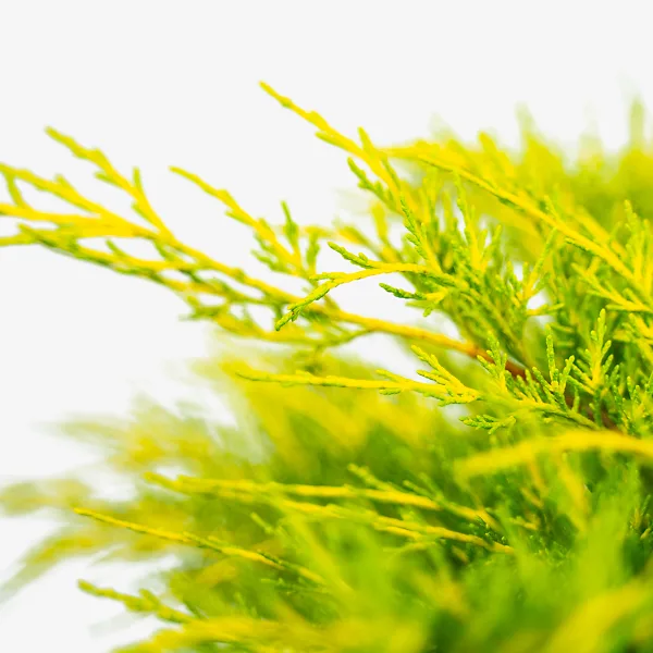 Gold Coast® Juniper 3 Gold Coast® Juniper - Image 3