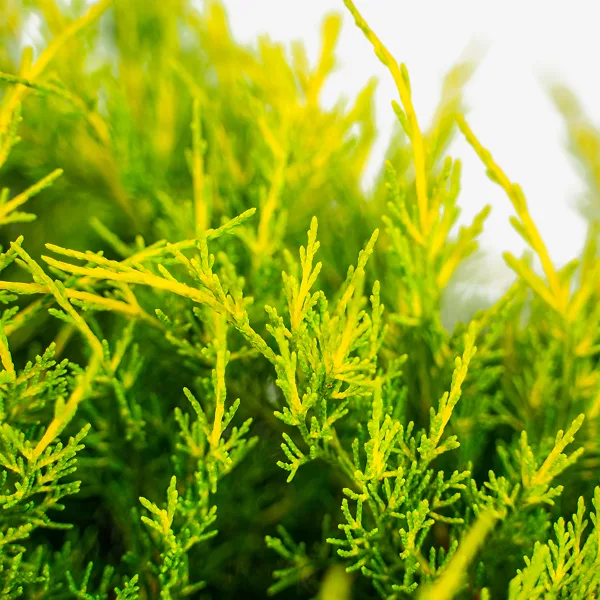 Gold Coast® Juniper 5 Gold Coast® Juniper - Image 5