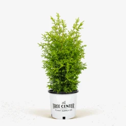 Gold Cone Juniper 8 Gold Cone Juniper -The Tree Center Store Gold Cone Juniper 2G 01 600x600 1