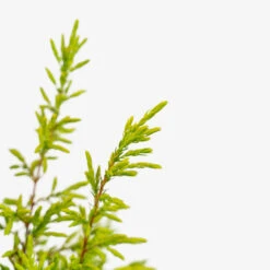 Gold Cone Juniper 7 Gold Cone Juniper -The Tree Center Store Gold Cone Juniper 2G 02 copy 1 600x600 1