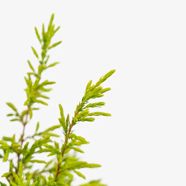 Gold Cone Juniper 3 Gold Cone Juniper - Image 3
