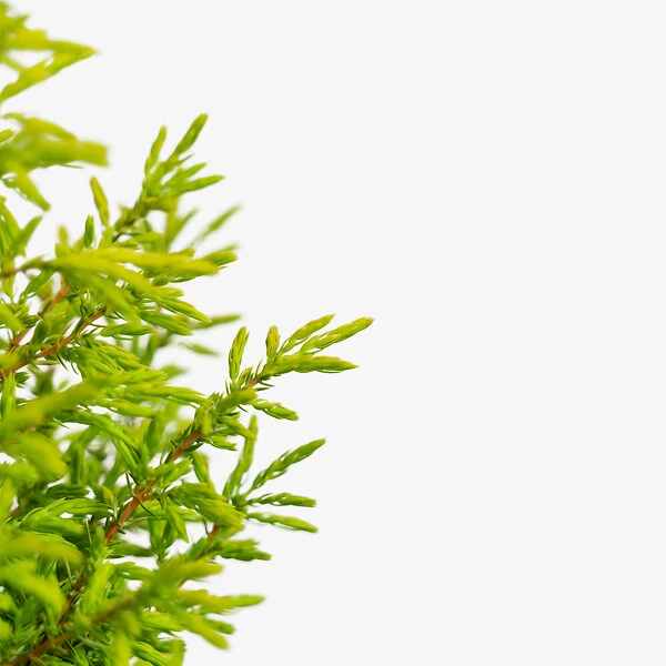 Gold Cone Juniper 2 Gold Cone Juniper - Image 2