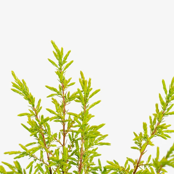 Gold Cone Juniper 1 Gold Cone Juniper