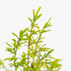 Gold Cone Juniper 9 Gold Cone Juniper -The Tree Center Store Gold Cone Juniper 2G 07 copy 1 600x600 1