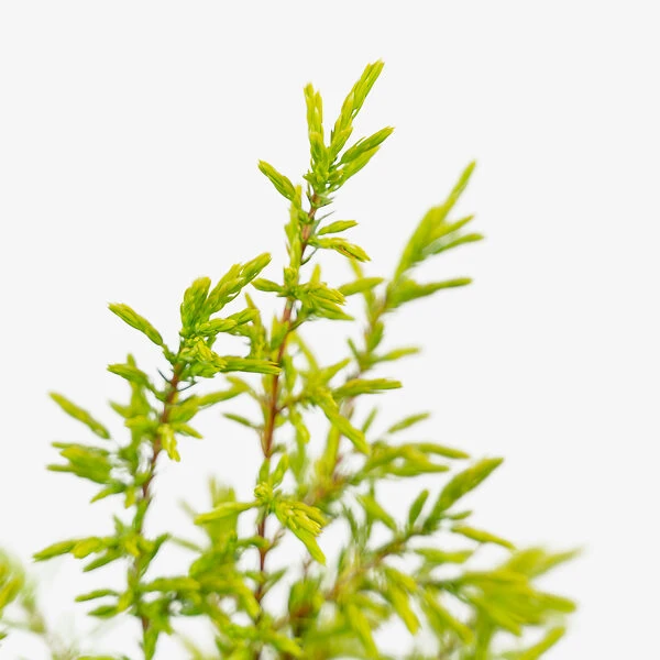 Gold Cone Juniper 5 Gold Cone Juniper - Image 5