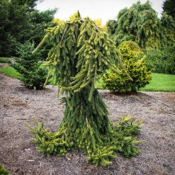 Gold Drift Norway Spruce