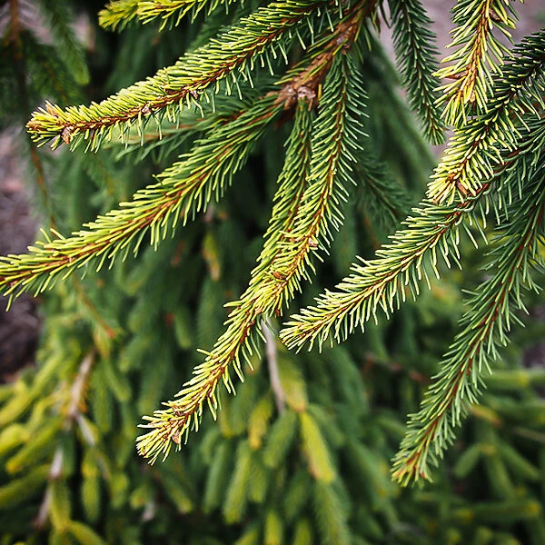 Gold Drift Norway Spruce 2 Gold Drift Norway Spruce - Image 2