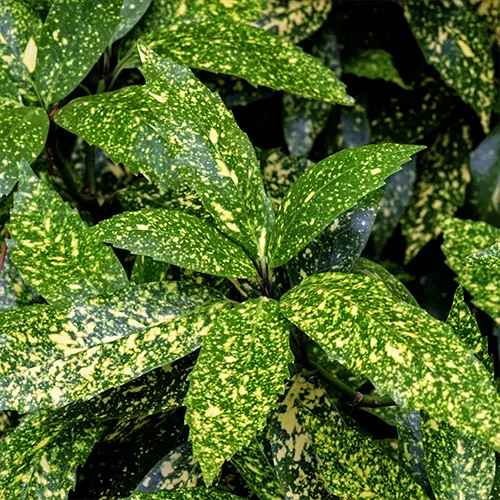 Gold Dust Aucuba Plant 3 Gold Dust Aucuba Plant - Image 3