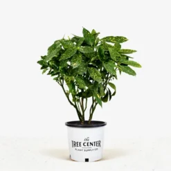 Gold Dust Aucuba Plant 9 Gold Dust Aucuba Plant -The Tree Center Store Gold Dust Aucuba 3G 01 jpg 600x600 1