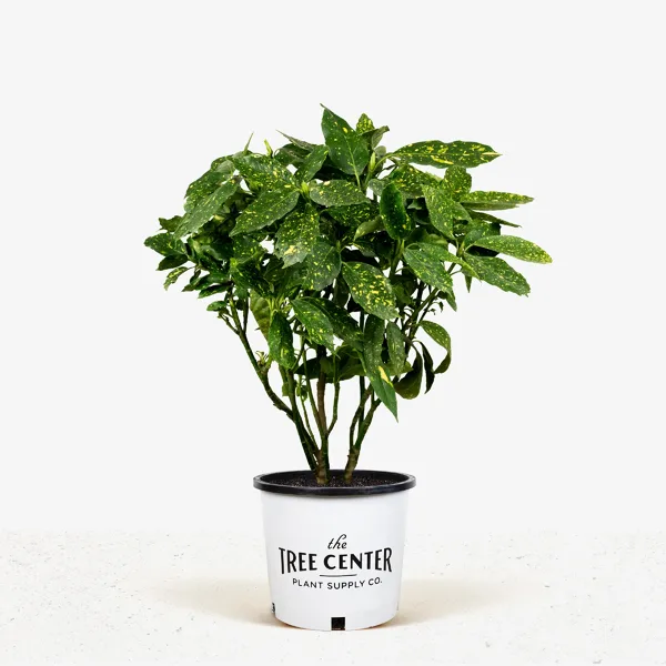 Gold Dust Aucuba Plant 5 Gold Dust Aucuba Plant - Image 5