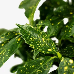 Gold Dust Aucuba Plant 8 Gold Dust Aucuba Plant -The Tree Center Store Gold Dust Aucuba 3G 02 600x600 1