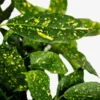 Gold Dust Aucuba Plant