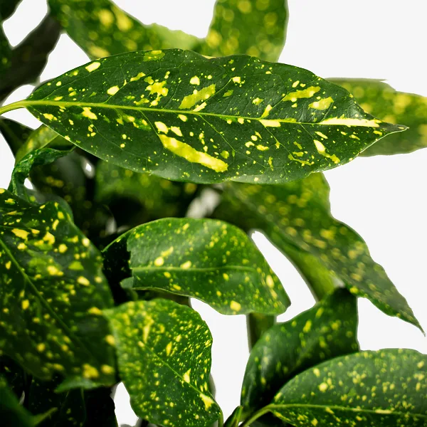 Gold Dust Aucuba Plant 1 Gold Dust Aucuba Plant