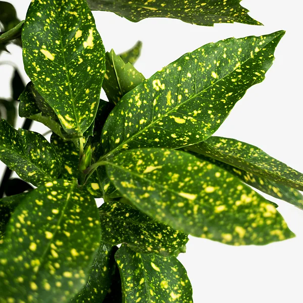 Gold Dust Aucuba Plant 2 Gold Dust Aucuba Plant - Image 2