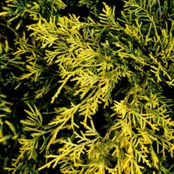 Gold Lace Juniper 7 Gold Lace Juniper -The Tree Center Store Gold Lace Juniper 1 copy 600x600 1