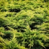 Gold Lace Juniper