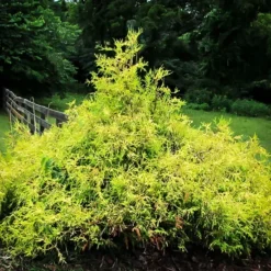 Gold Lace Juniper 6 Gold Lace Juniper -The Tree Center Store Gold Lace Juniper 3 copy jpg webp