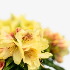 Gold Prinz Rhododendron -The Tree Center Store Gold Prinz Rhododendron 3G 05 copy 600x600 1