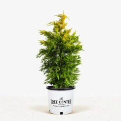 Gold Rider Leyland Cypress