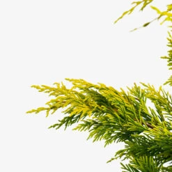 Gold Rider Leyland Cypress -The Tree Center Store Gold Rider Leyland Cypress 3G 02 600x600 1