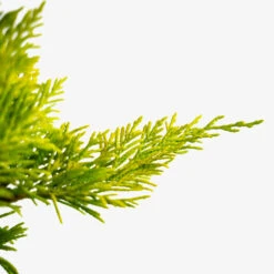 Gold Rider Leyland Cypress -The Tree Center Store Gold Rider Leyland Cypress 3G 03 600x600 1