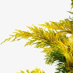 Gold Rider Leyland Cypress -The Tree Center Store Gold Rider Leyland Cypress 3G 04 600x600 1
