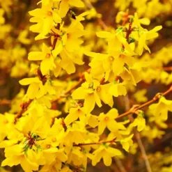 Gold Tide Forsythia -The Tree Center Store Gold Tide Forsythia 1 jpg webp