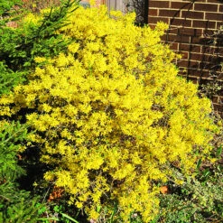 Gold Tide Forsythia