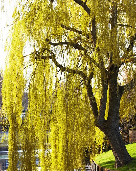 Weeping Golden Willow 2 Weeping Golden Willow - Image 2